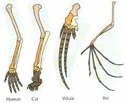 Darwin's scientific discovery is the unifying theory of the life sciences, explaining the diversity of life. Darwin S Theory On Evolution Debunked