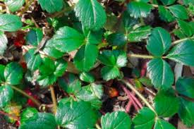 Image result for Fragaria