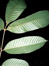 Image result for Trichilia