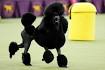 Miniature, Toy, Teacup Poodle Puppies For Sale | Pets4You