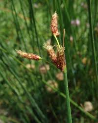 Image result for Fuirena welwitschii