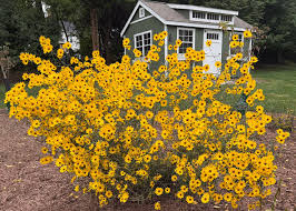 Image result for Helianthus angustifolius