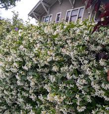 Image result for Trachelospermum jasminoides