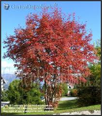 Eberesche Vogelbeere Vogelbeerbaum Bilder Fotos Sorbus Aucuparia Bild Mit Infos Eberesche Baum Garten Ideen