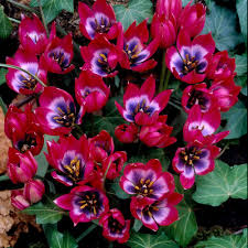 Sichern sie sich jetzt das testsieger aktiendepot. Van Zyverden Tulips Bulbs Little Beauty Set Of 12 21587 The Home Depot Tulip Bulbs Bulb Flowers Tulips Flowers