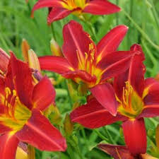 Image result for Hemerocallis `Moses Fire`
