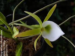 Image result for Angraecum infundibulare
