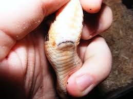 How to get rid of snakes in your basement. Ball Python Mites Reptifiles Ball Python Health Guide