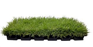 But you have to use the best fertilizer to get a beautiful and densely grassed lawn. Amazon Com Zoysia Sod Plugs Large 3 X 3 Plugs 18 Count Tray Drought Salt Shade Tolerant Turf Grass Garden Outdoor