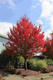 Roter Ahorn Schnellwachsende Baume Fur Sichtschutz Roter Ahorn Schnell Wachsende Baume Roter Baum