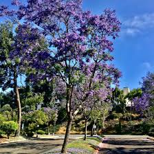 Image result for Jacaranda mimosifolia