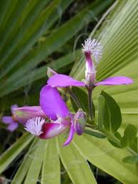 Image result for Polygala marensis