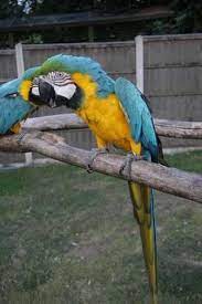 Handfed Baby Blue Gold Macaws Parrots For Sale For Sale Adoption From City Of Adelaide South Australia Adela Macaw Parrot For Sale Blue Gold Macaw Macaw Parrot