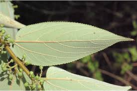 Image result for Trema sp A