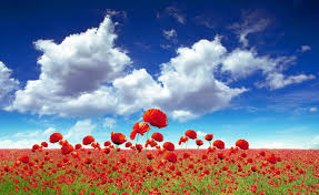 Check spelling or type a new query. Red Poppy Flower Field At Daytime Painting Hd Wallpaper Wallpaper Flare
