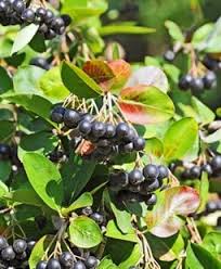 Berry beim führenden marktplatz für gebrauchtmaschinen kaufen. Plants With Berries Top Trees Shrubs With Colorful Berries Garden Design