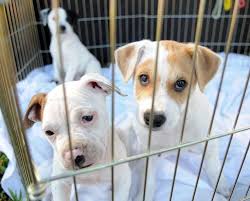 Pet grooming in philadelphia, pa. Pet Expert Steve Dale Notes Kankakee Limits Pet Store Sales