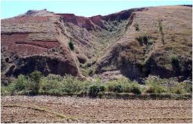 Image result for Kotschya strigosa