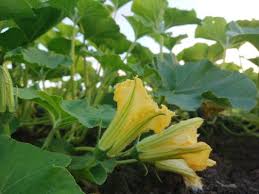 When the flowers go to seed, the seed. How To Identify The 27 Most Common Vegetable Plants
