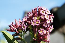 Image result for Cestrum × cultum