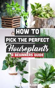 The Best Indoor Plants For Clean Air And Low Light Settings 15 Planter Ideas Best Indoor Plants Low Light House Plants Hanging Plants Indoor