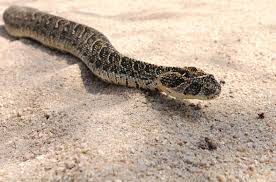 Whilst that was india there have been plenty of cases in africa too. Common Highly Dangerous Snakes Of South Africa Camping Tips