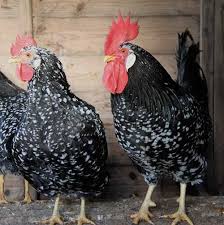Black And White Speckled Chicken Name Ancona Chickens Chicken Breeds Chicken Breeds Ancona Duck Breeds
