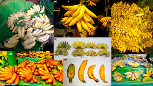 Image result for Musaceae