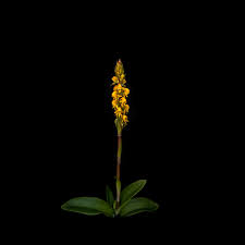 Image result for Satyrium buchananii