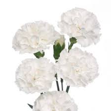 You can get flowers from floweraura in lovely shades of red, pink, purple, white, yellow, blue, orange. White Mini Carnations Bulk Flowers Fiftyflowers