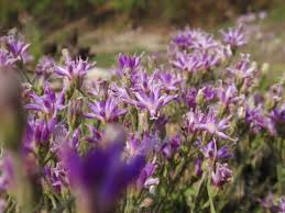 Image result for Vernonia suprafastigiata