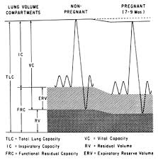 Image result for Vital Capacity