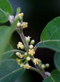 Image result for Marsdenia sylvestris