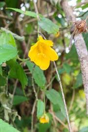 Image result for Sida alba