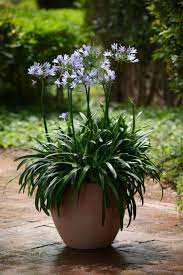 Image result for Agelanthus falcifolius