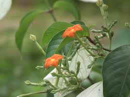 Image result for Mussaenda frondosa