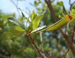 Image result for Myrica mildbraedii