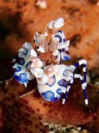 Image result for Platostoma strictum