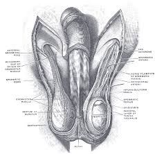 Lung anatomy diagram or simple lungs diagram with label are also mentioned below. The Male Reproductive System Boundless Anatomy And Physiology