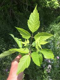 Image result for Acer negundo