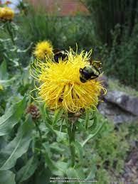 Bighead Knapweed Flower Youtube Best Flower Wallpaper