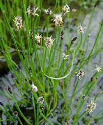 Image result for Eleocharis welwitschii