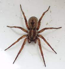 In fact, quite often, a bite from this spider is misdiagnosed as a brown recluse bite because it can have necrotic properties. 17 New York Spiders That Will Make Your Skin Crawl Newyorkupstate Com