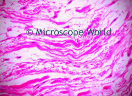 Using a microscope correctly is a fundamental requirement in any laboratory environment, where sections or microscopic particles have to be examined. Tendons Under Microscope Microscope Digital Microscope Neon Signs