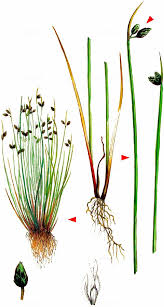 Image result for Isolepis setacea