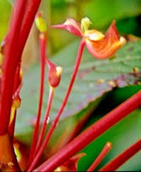 Image result for Impatiens gomphophylla