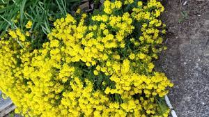 Yellow Perennial Flower Basket Of Gold Alyssum Youtube