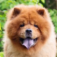 Cùng theo dõi bài viết để xem chó chow chow ở việt nam được bán với giá bao nhiêu nhé! Conheca Mais Sobre A Raca Chow Chow Petlove