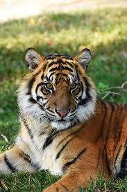 Difference Between The Cold Blooded And Warm Blooded Animals Animals Tiger Painting Hunting Pictures