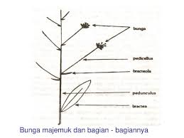 Kupulan gambar sketsa bunga yang mudah akan kamu temukan di sini. Inflorescentia Dwi Kusuma Wahyuni Departemen Biologi Ppt Download